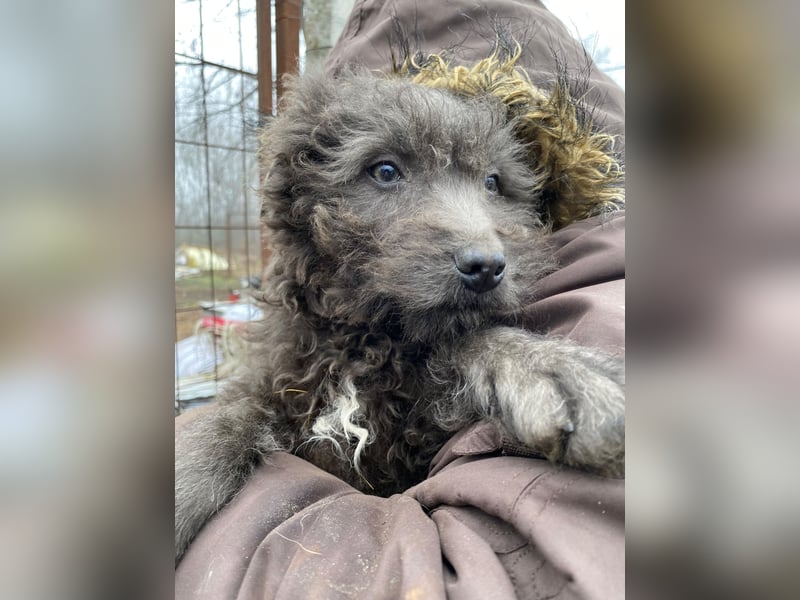 FINN - Puli-Mix Welpe, allergikerfreundlich, mit grünen Augen sucht ein Zuhause voller Liebe