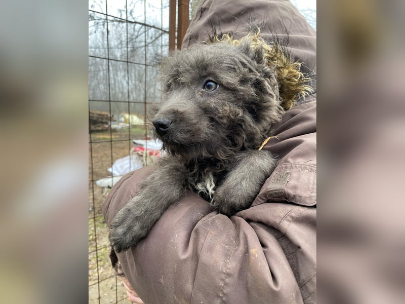 FINN - Puli-Mix Welpe, allergikerfreundlich, mit grünen Augen sucht ein Zuhause voller Liebe