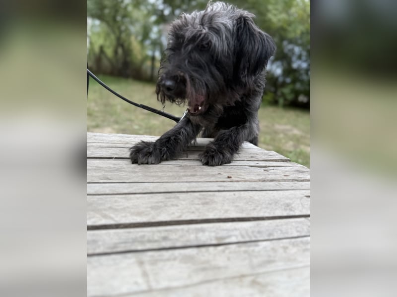 BUBBLE - Noch etwas unsicherer, kleiner Puli-Mix Rüde sucht ruhiges Zuhause