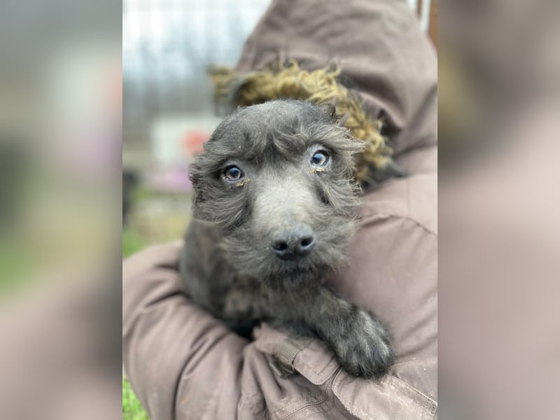 LEO - Kleiner Puli-Mix, allergikerfreundlich, sucht ein liebevolles Für-immer-Zuhause