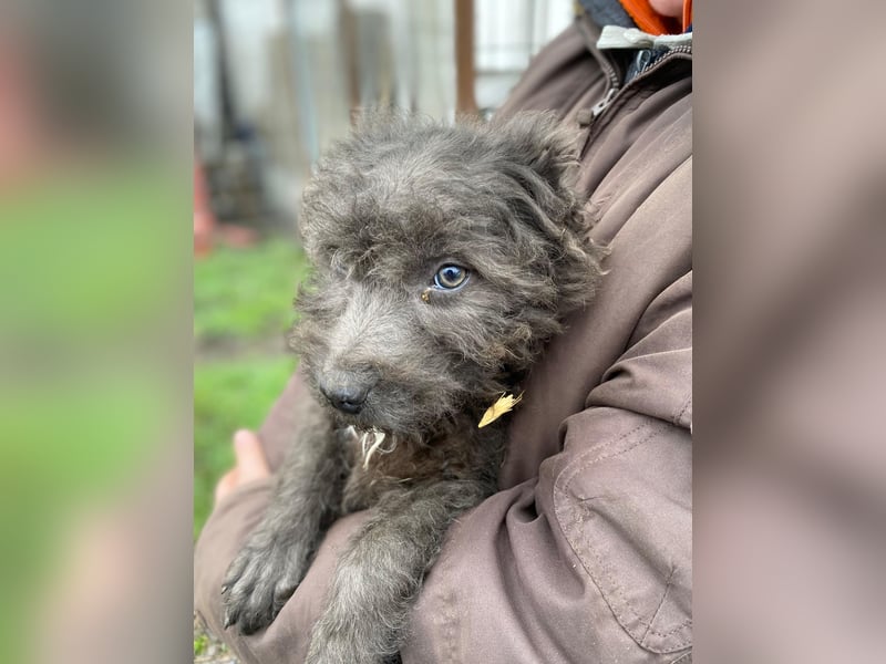FINN - Puli-Mix Welpe, allergikerfreundlich, mit grünen Augen sucht ein Zuhause voller Liebe