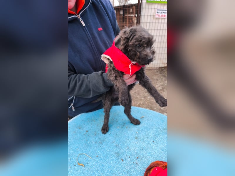FINN - Puli-Mix Welpe, allergikerfreundlich, mit grünen Augen sucht ein Zuhause voller Liebe