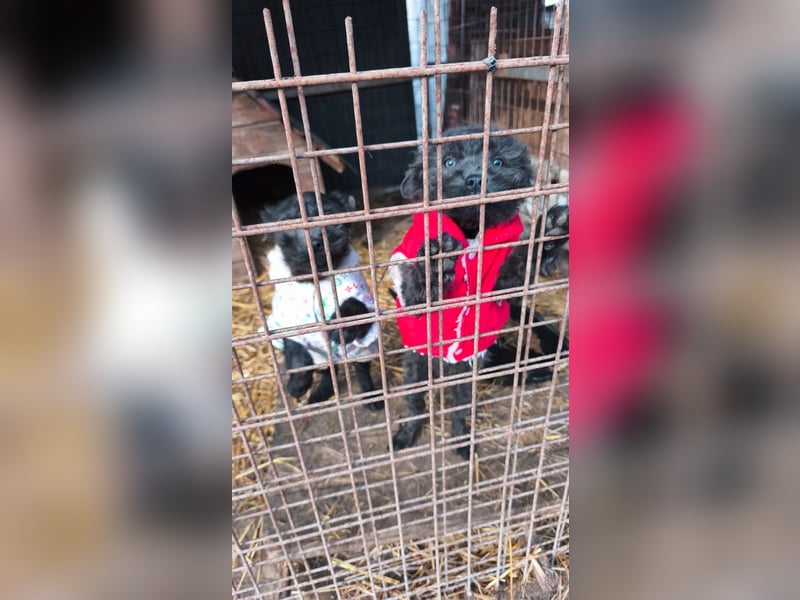 FINN - Puli-Mix Welpe, allergikerfreundlich, mit grünen Augen sucht ein Zuhause voller Liebe