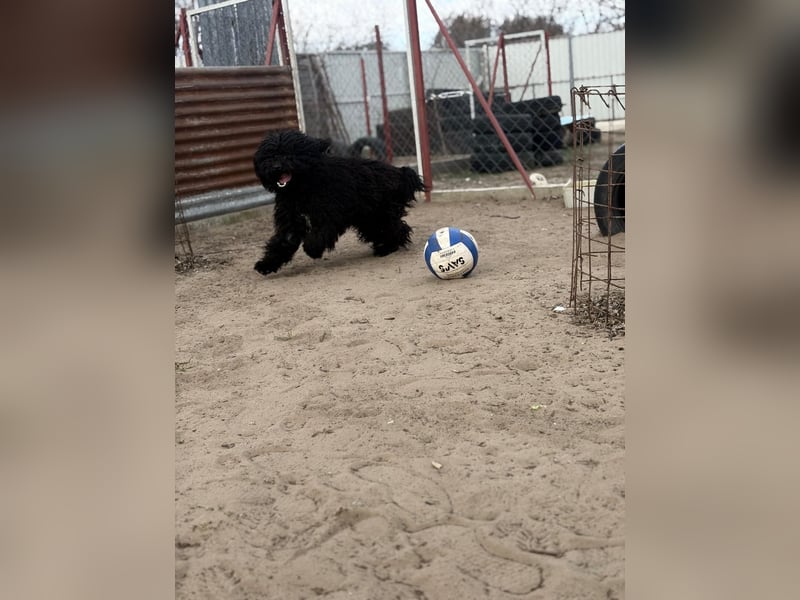 Godo sucht seine Herzensmenschen