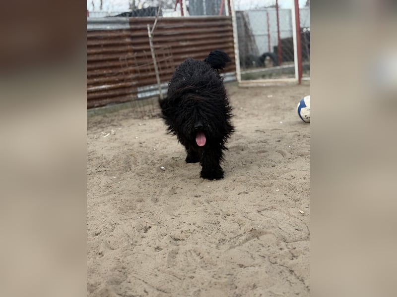 Godo wartet sehnsüchtig