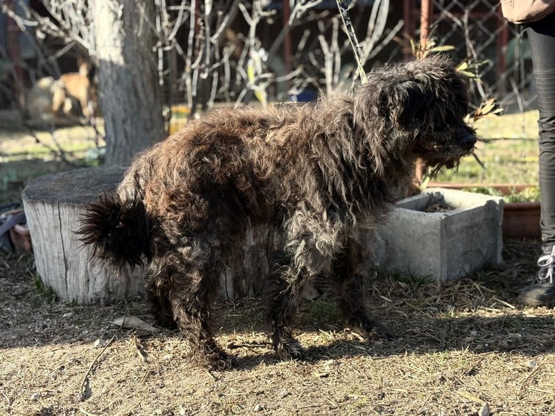 Gedeon sucht ein ruhiges und liebevolles Zuhause