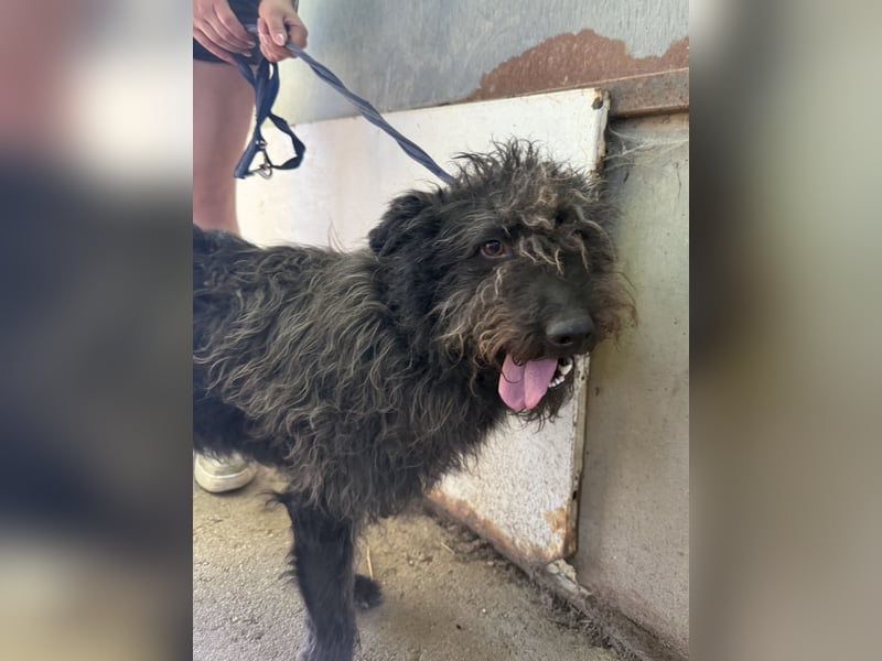 Beneth sucht ihr Für Immer Körbchen