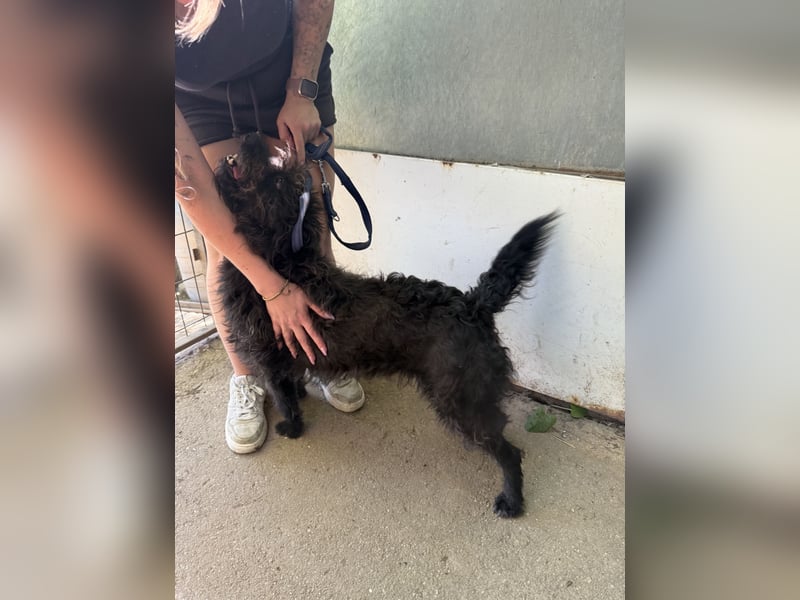 Beneth - traumhafte Hündin