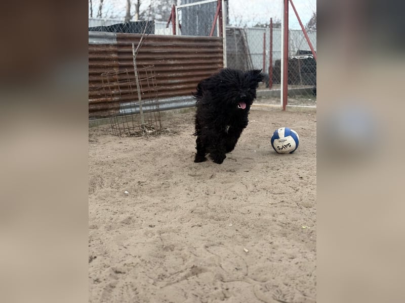 Godo sucht seine Herzensmenschen