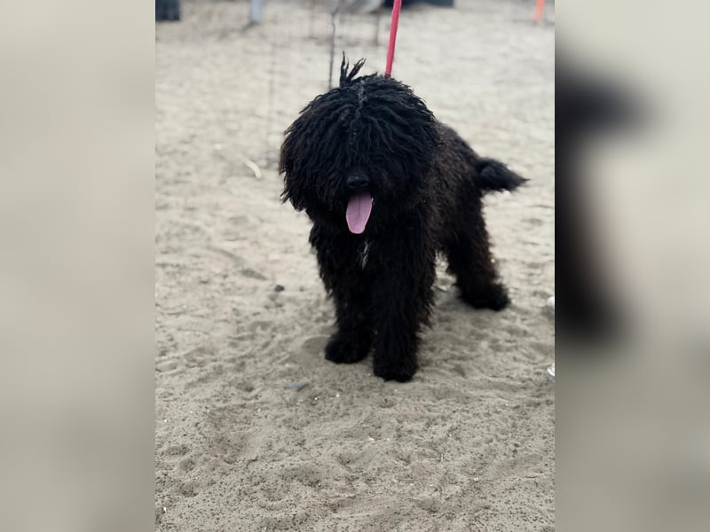 Godo sucht seine Herzensmenschen