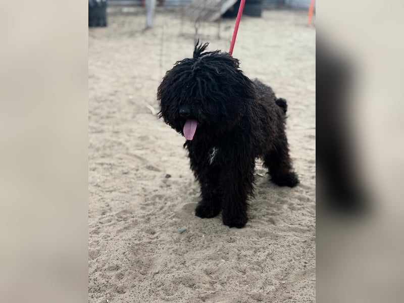 Godo wartet auf dich