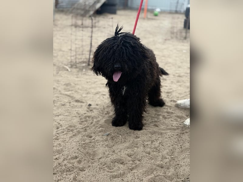 Godo sucht seine Herzensmenschen