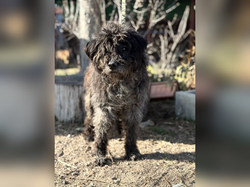 Gedeon sucht ein ruhiges und liebevolles Zuhause