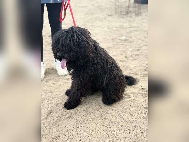 Godo sucht seine Herzensmenschen