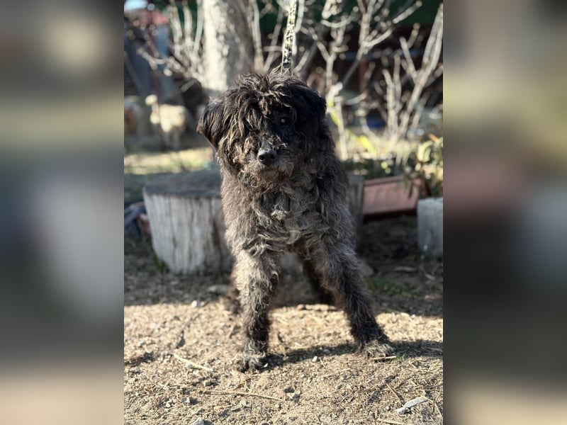 Gedeon sucht ein ruhiges und liebevolles Zuhause