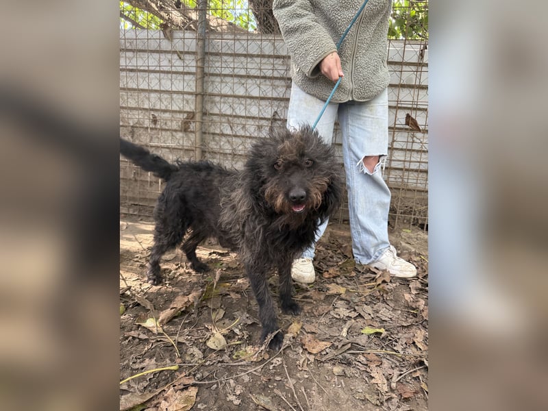 Beneth sucht ihr Für Immer Körbchen