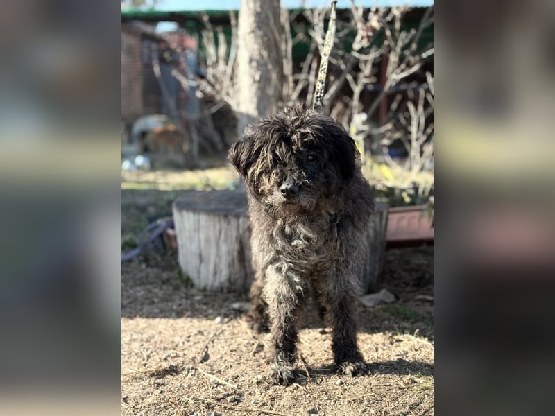 Gedeon sucht ein ruhiges und liebevolles Zuhause