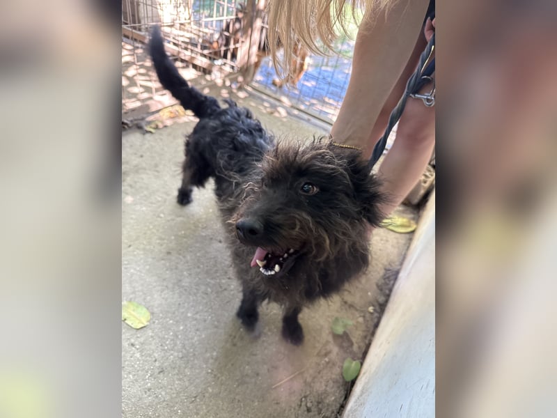 Beneth – ein Herz auf vier Pfoten