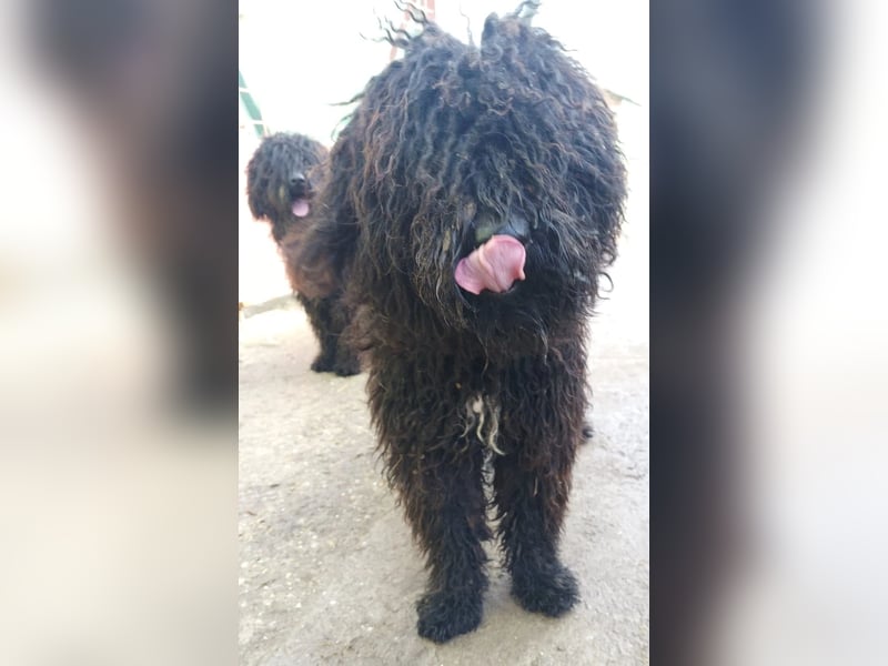 Godo wartet sehnsüchtig