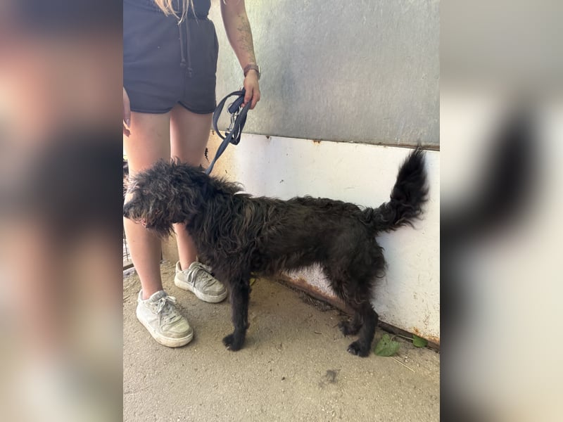 Beneth - traumhafte Hündin