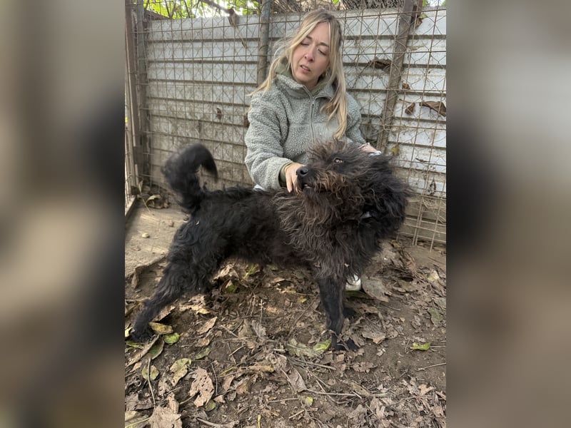 Beneth - gute-Laune Hund