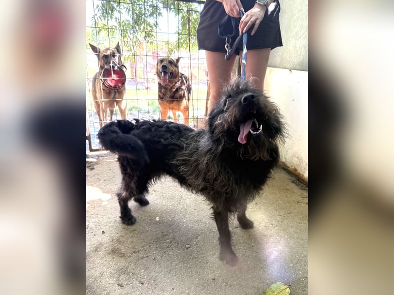 Beneth - gute-Laune Hund