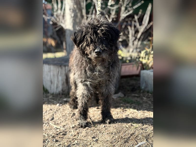 Gedeon sucht ein ruhiges und liebevolles Zuhause