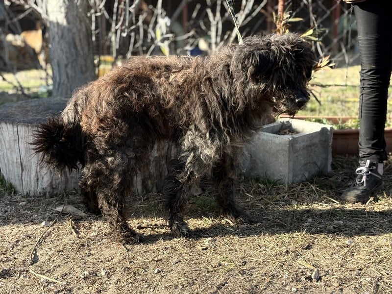 Gedeon sucht ein ruhiges und liebevolles Zuhause