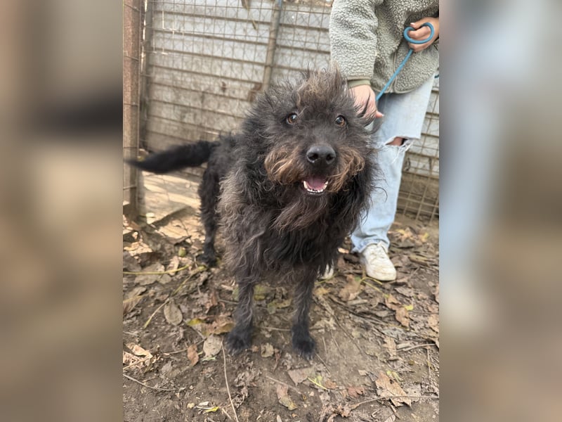 Beneth sucht ihr Für Immer Körbchen