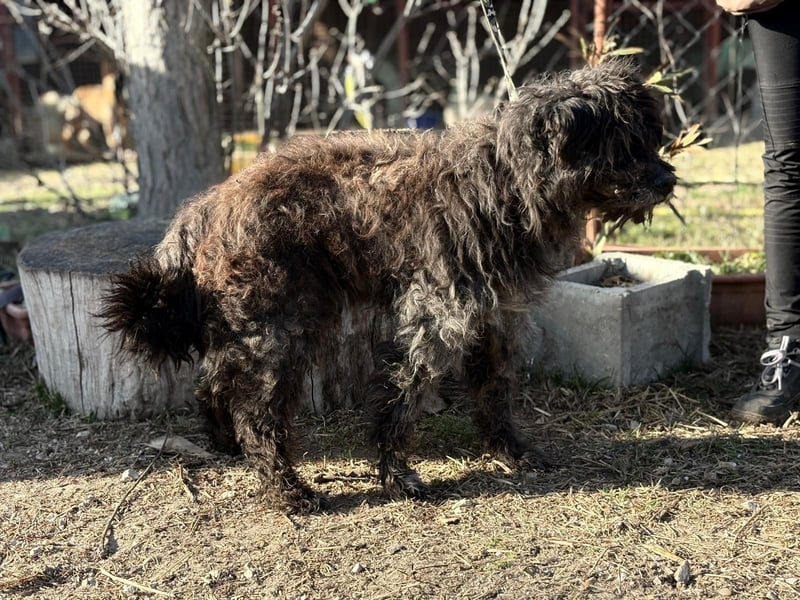 Gedeon sucht ein ruhiges und liebevolles Zuhause