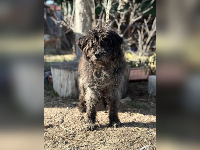 Gedeon sucht ein ruhiges und liebevolles Zuhause