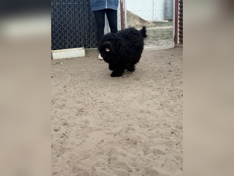 Figaro möchte kuscheln