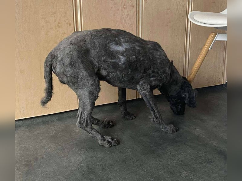 Rongy wurde völlig verwahrlost gefunden