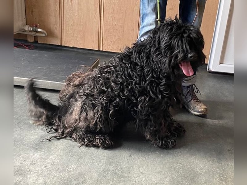 Süti, , süßer Puli Senior sucht….