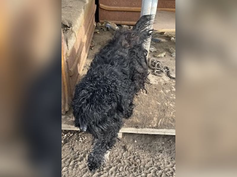 Süti, , süßer Puli Senior sucht….