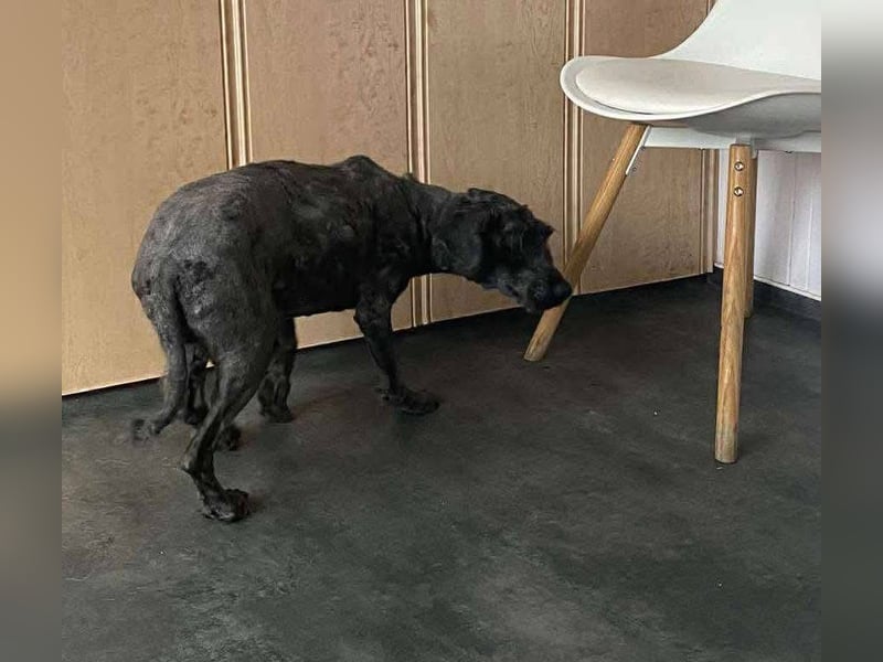 Rongy wurde völlig verwahrlost gefunden