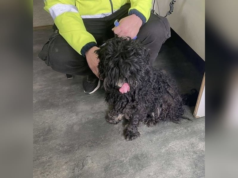 Süti, , süßer Puli Senior sucht….