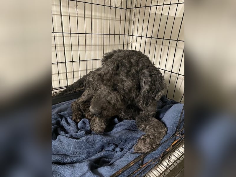 Rongy wurde völlig verwahrlost gefunden