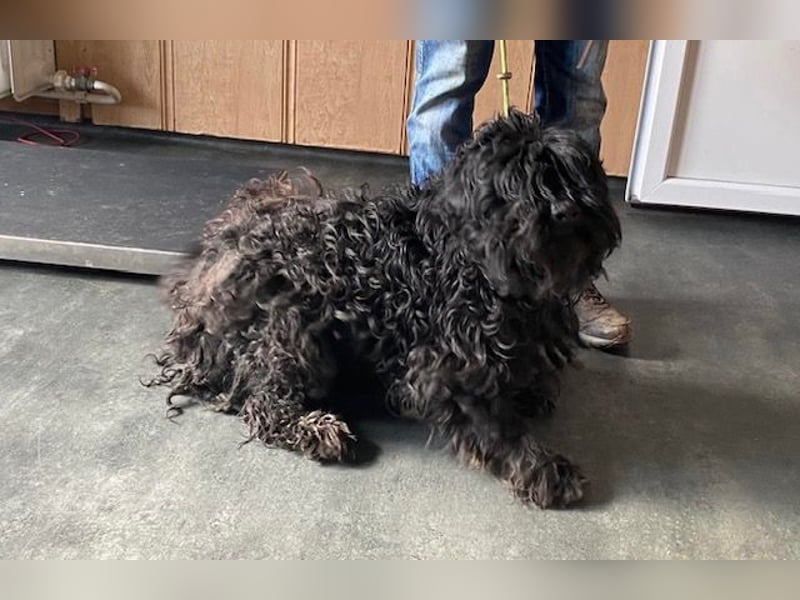 Süti, , süßer Puli Senior sucht….