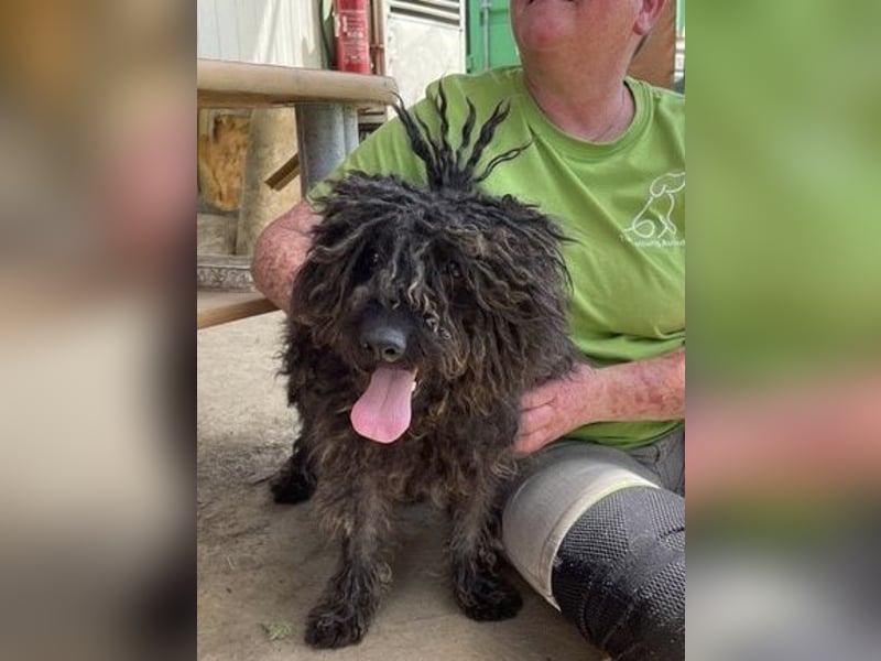 Eszter,süße Puli Mama sucht…..