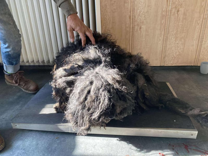 Rongy wurde völlig verwahrlost gefunden