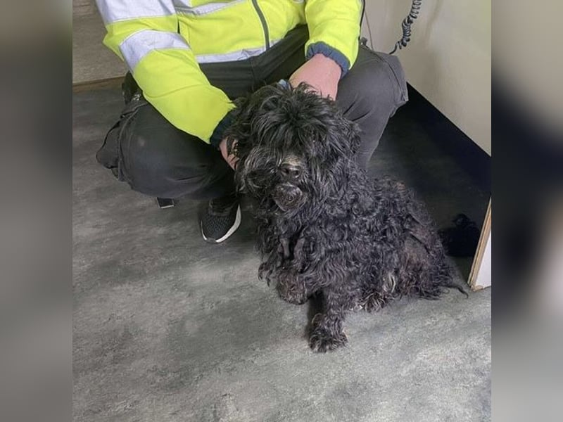 Süti, , süßer Puli Senior sucht….