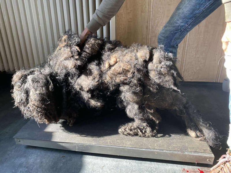 Rongy wurde völlig verwahrlost gefunden