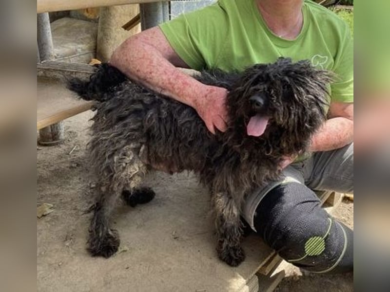 Eszter,süße Puli Mama sucht…..
