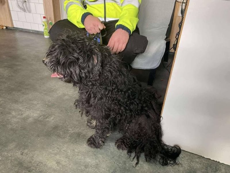 Süti, , süßer Puli Senior sucht….