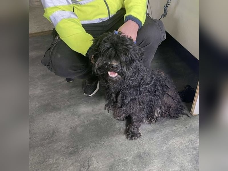 Süti, , süßer Puli Senior sucht….