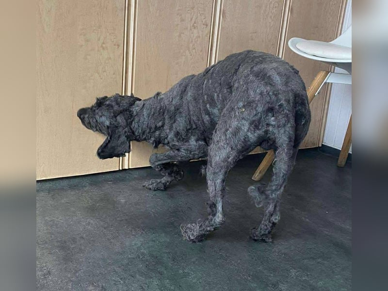 Rongy wurde völlig verwahrlost gefunden