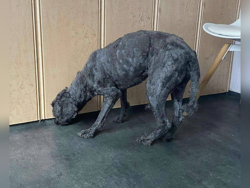 Rongy wurde völlig verwahrlost gefunden