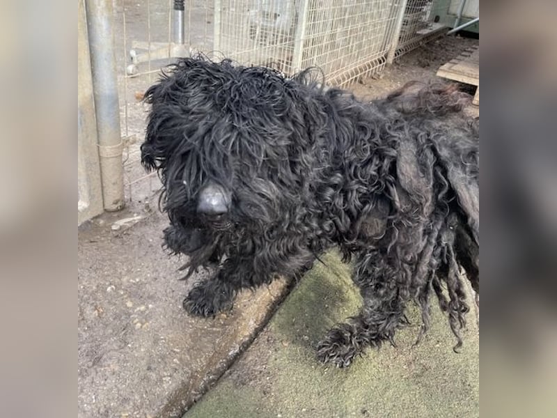 Süti, , süßer Puli Senior sucht….