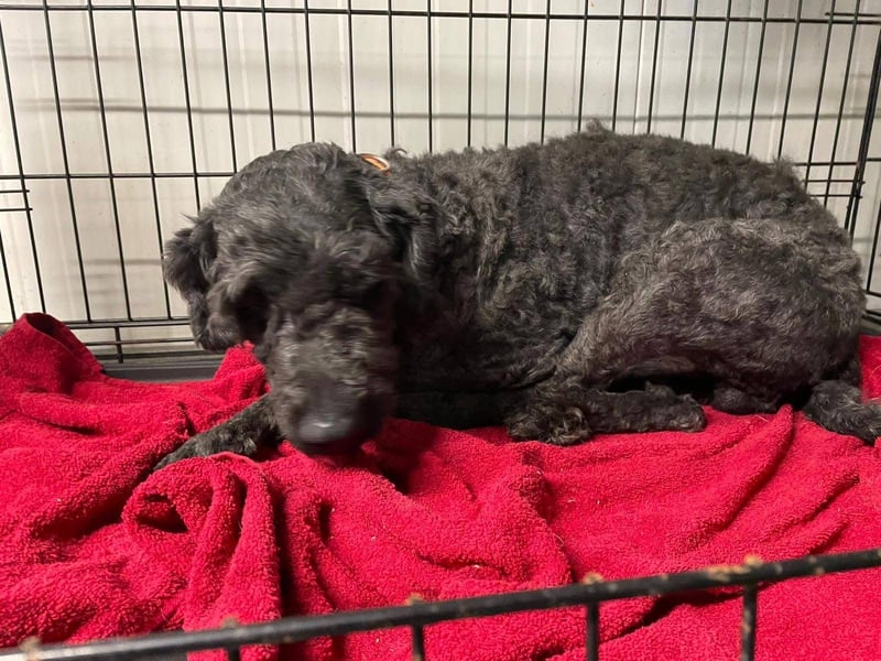 Rongy wurde völlig verwahrlost gefunden